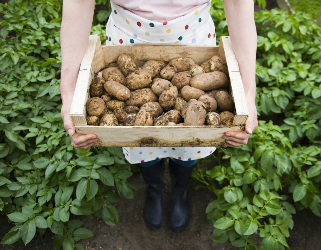 Redécouverte de la pomme de terre à travers 22 recettes