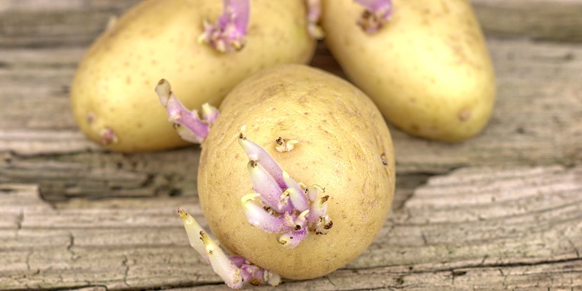 Pommes de terre germées : peut-on vraiment les manger en toute sécurité ?