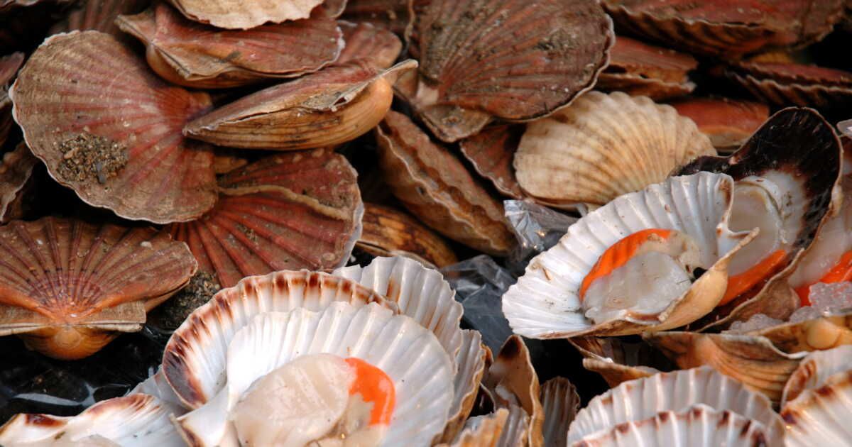 Saint-Jacques : bien les choisir pour les fêtes