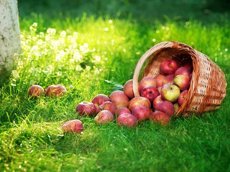 manger bio : des bienfaits insoupçonnés pour votre santé