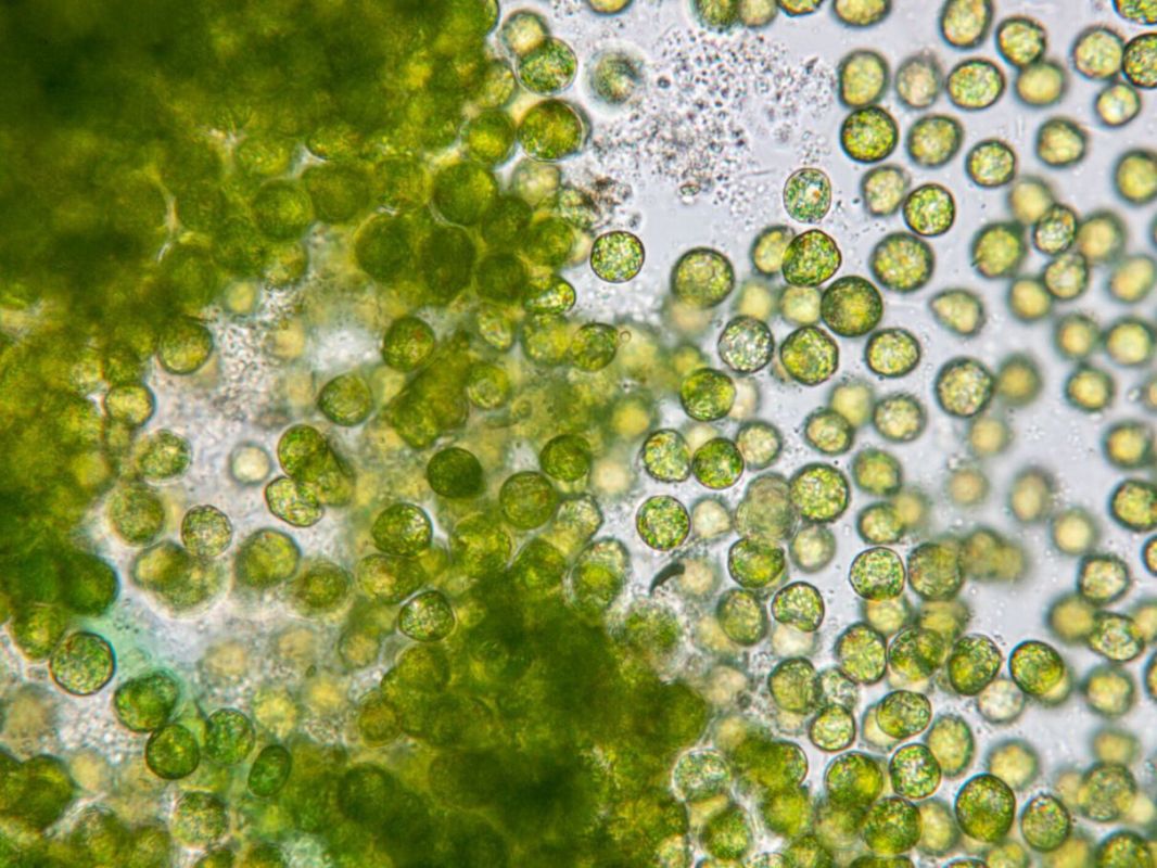 Découvrez pourquoi la spiruline et la chlorella sont vos alliés santé