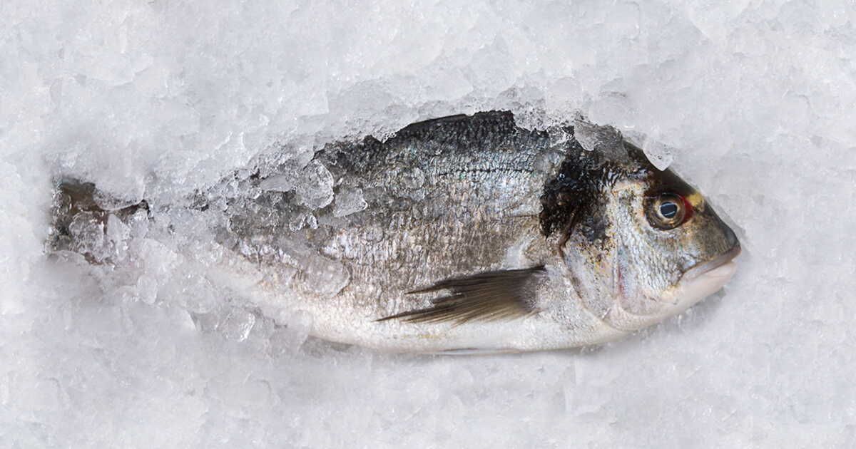 La méthode infaillible pour prolonger la fraîcheur du poisson frais