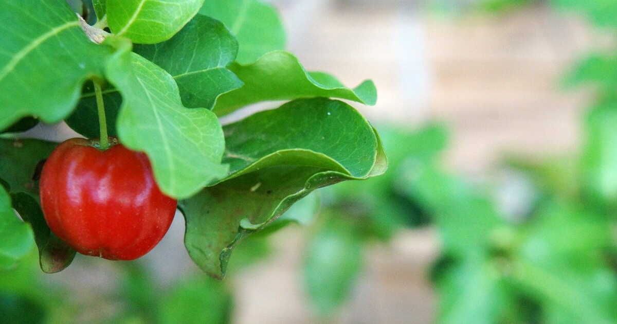 Baies : 5 variétés à découvrir