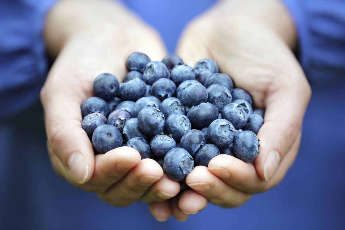 Les bienfaits étonnants des myrtilles contre l'hypertension